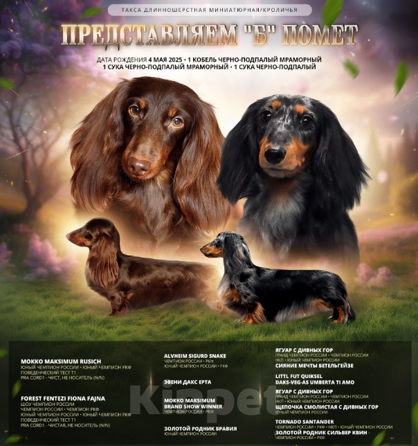 Собаки в Химках: Такса длинношерстная миниатюрная/кроличья Девочка, 80 000 руб. - фото 5