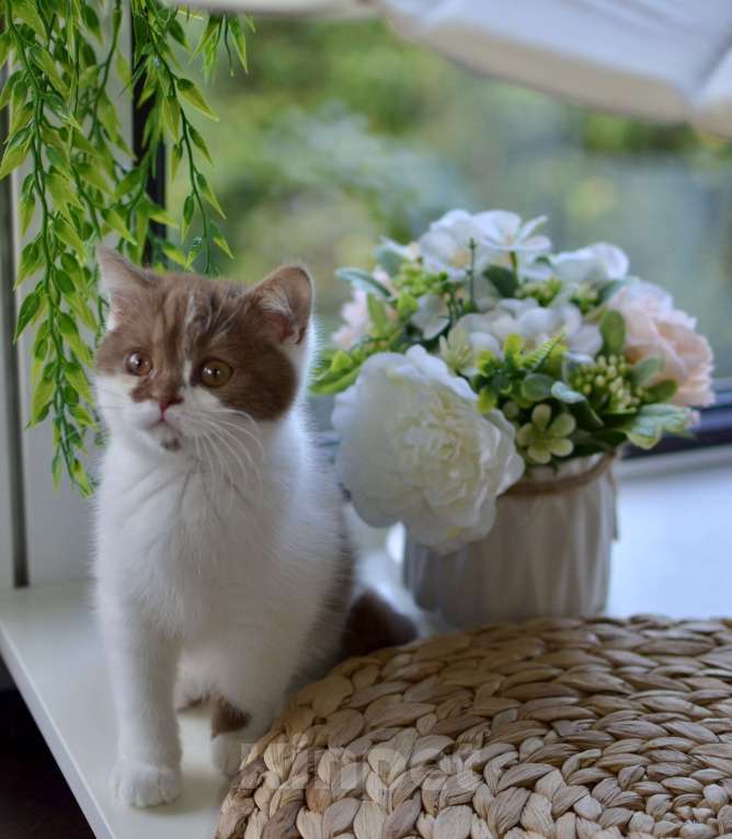 Кошки в Санкт-Петербурге: Британская короткошерстная  Девочка, 60 000 руб. - фото 1