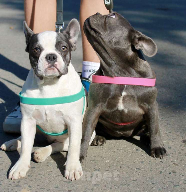 Собаки в Москве: Французская элита Девочка, 75 000 руб. - фото 6