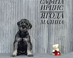 Собаки в других городах Омской области: Щенок Миттельшнауцера Ягода Малина Девочка, 45 руб. - фото 1