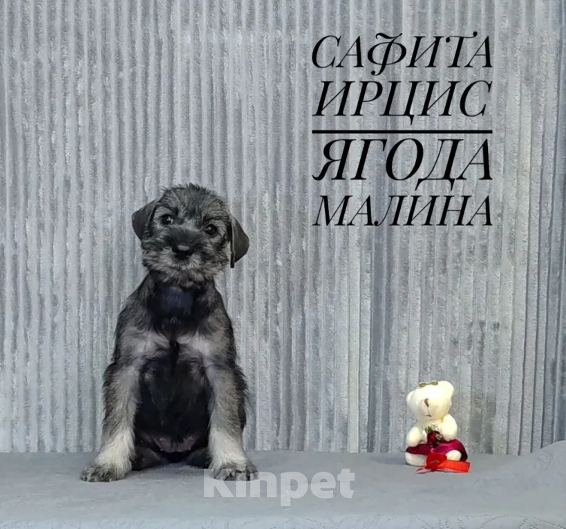 Собаки в других городах Омской области: Щенок Миттельшнауцера Ягода Малина Девочка, 45 руб. - фото 1