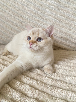Голубоглазый котенок . Шотландский котенок
