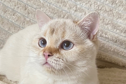 Голубоглазый котенок . Шотландский котенок
