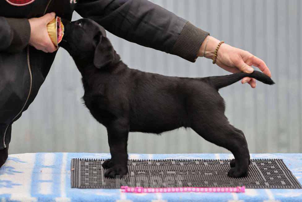 Собаки в Калуге: Черная девочка лабрадора высокого качества из питомника РКФ/FCI Девочка, Бесплатно - фото 2