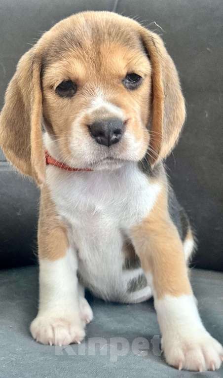 Собаки в Челябинске: Щенки бигля от Чемпионов РКФ бигле родителей Девочка, Бесплатно - фото 5