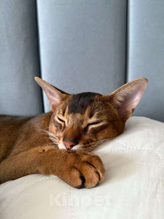 Кошки в Реутове: Леончик Мальчик, Бесплатно - фото 3