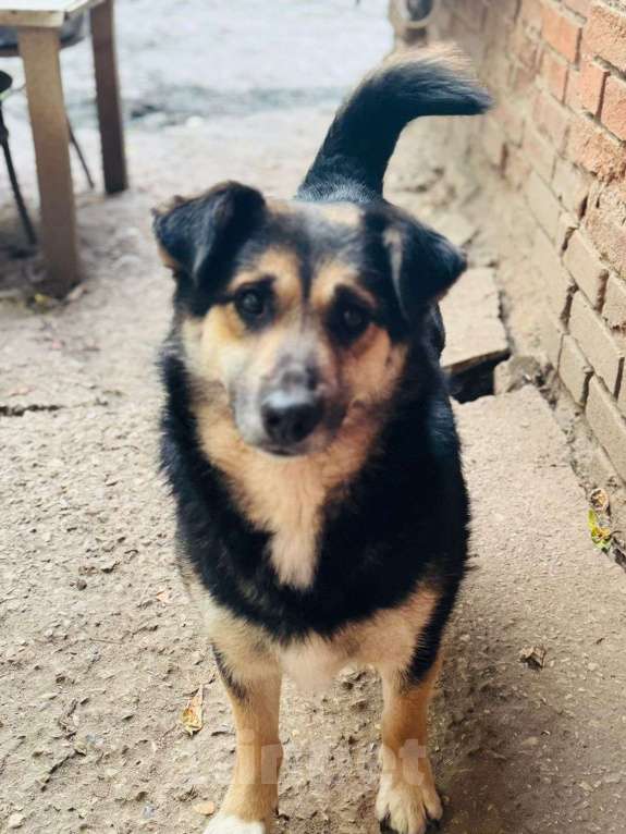 Собаки в Москве: Самый добрый в мире пес Каюшка Мальчик, Бесплатно - фото 2