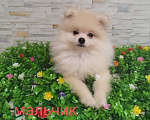 Собаки в Сочи: щенки Померанского шпица Мальчик, 20 000 руб. - фото 1