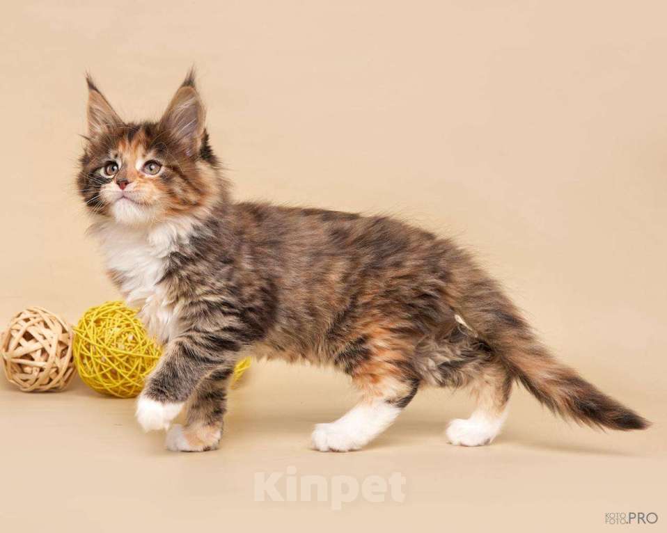 Кошки в Новосибирске: Продам кошечку Девочка, 50 000 руб. - фото 3