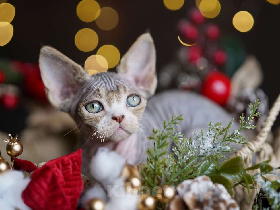 Кошки в Санкт-Петербурге: Девон-рекс девочка Девочка, Бесплатно - фото 3
