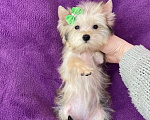 Собаки в Москве: Микро йорк золотая девочка ласковая Девочка, 65 000 руб. - фото 5