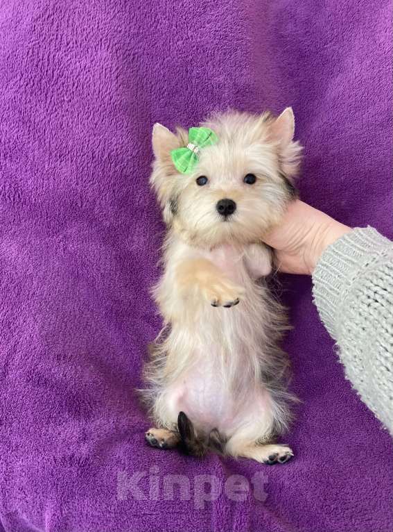 Собаки в Москве: Микро йорк золотая девочка ласковая Девочка, 65 000 руб. - фото 5