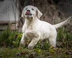 Собаки в Москве: Щенки Золотистого ретривера Мальчик, 120 000 руб. - фото 2