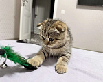 Кошки в Зеленокумске: Котята Девочка, 17 000 руб. - фото 1