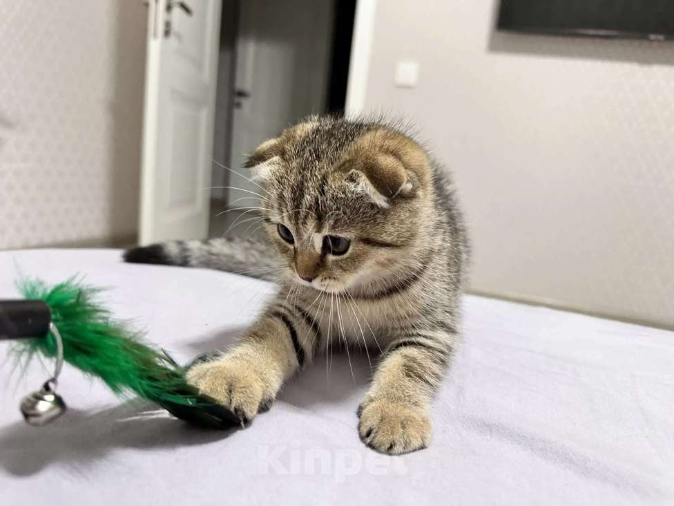 Кошки в Зеленокумске: Котята Девочка, 17 000 руб. - фото 1