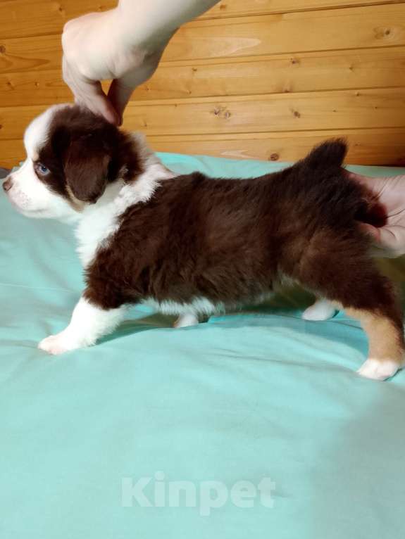 Собаки в других городах Ленинградской области: Щенок миниатюрной американской овчарки Мальчик, Бесплатно - фото 1