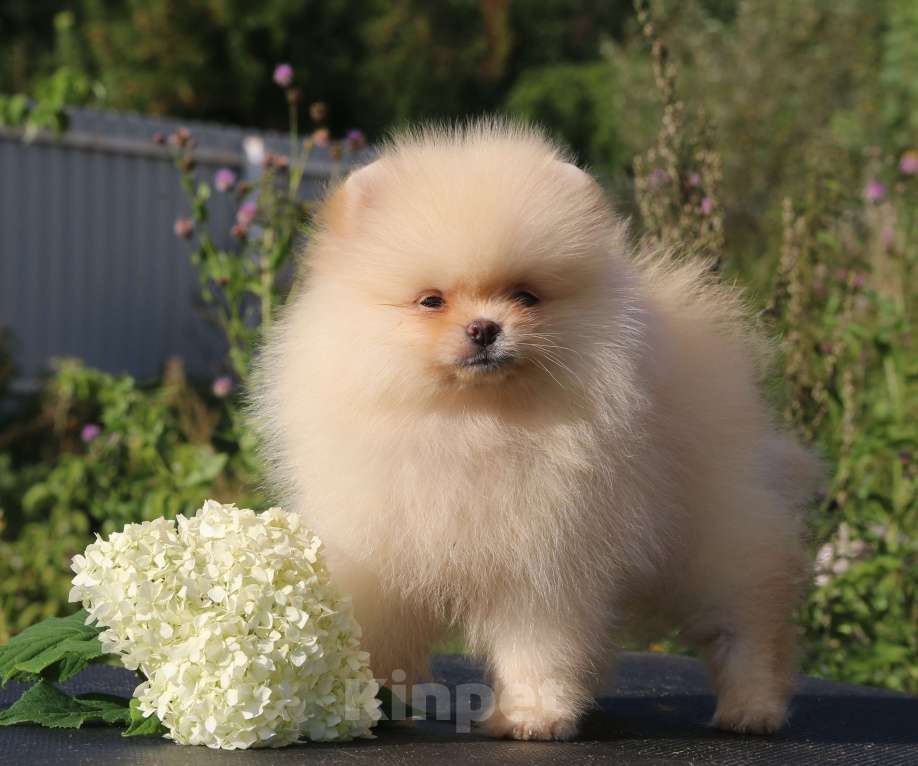 Собаки в Москве: померанский шпиц  Девочка, 50 000 руб. - фото 10