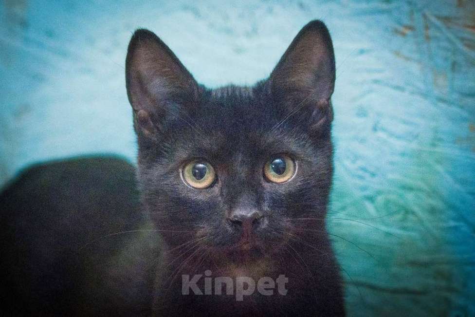 Кошки в Москве: Маленькая крошка котенок Изюминка в добрые руки Девочка, Бесплатно - фото 3