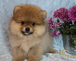 Собаки в Москве: Померанский шпиц- мини мальчик Мальчик, 35 000 руб. - фото 1
