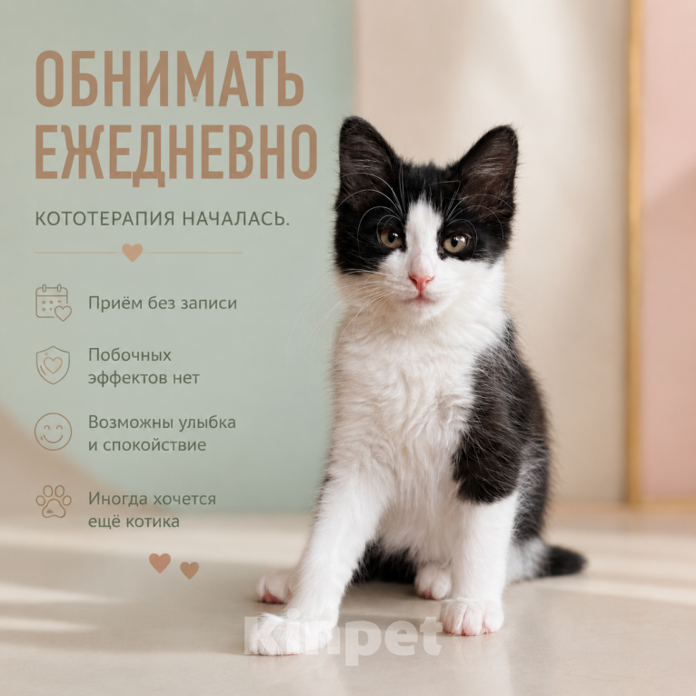 Кошки в Звенигороде: Котенок Маргоша Девочка, Бесплатно - фото 2