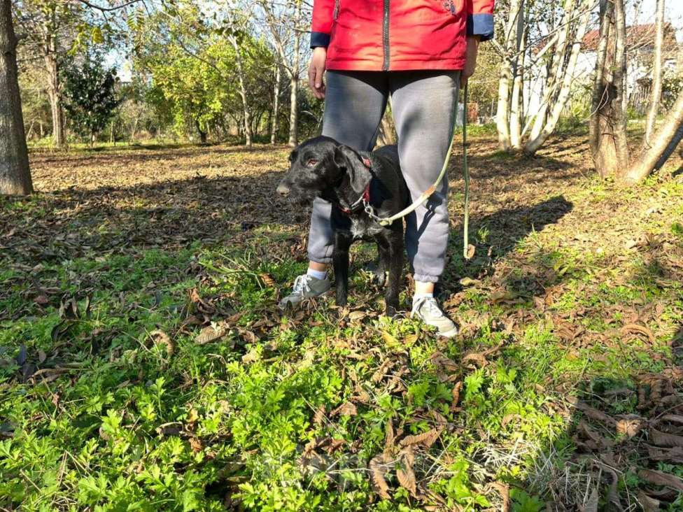 Собаки в Москве: Найди Дом для Варвары! Девочка, Бесплатно - фото 5