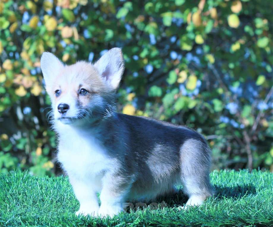 Собаки в Москве: вельш корги пемброк Девочка, 80 000 руб. - фото 9