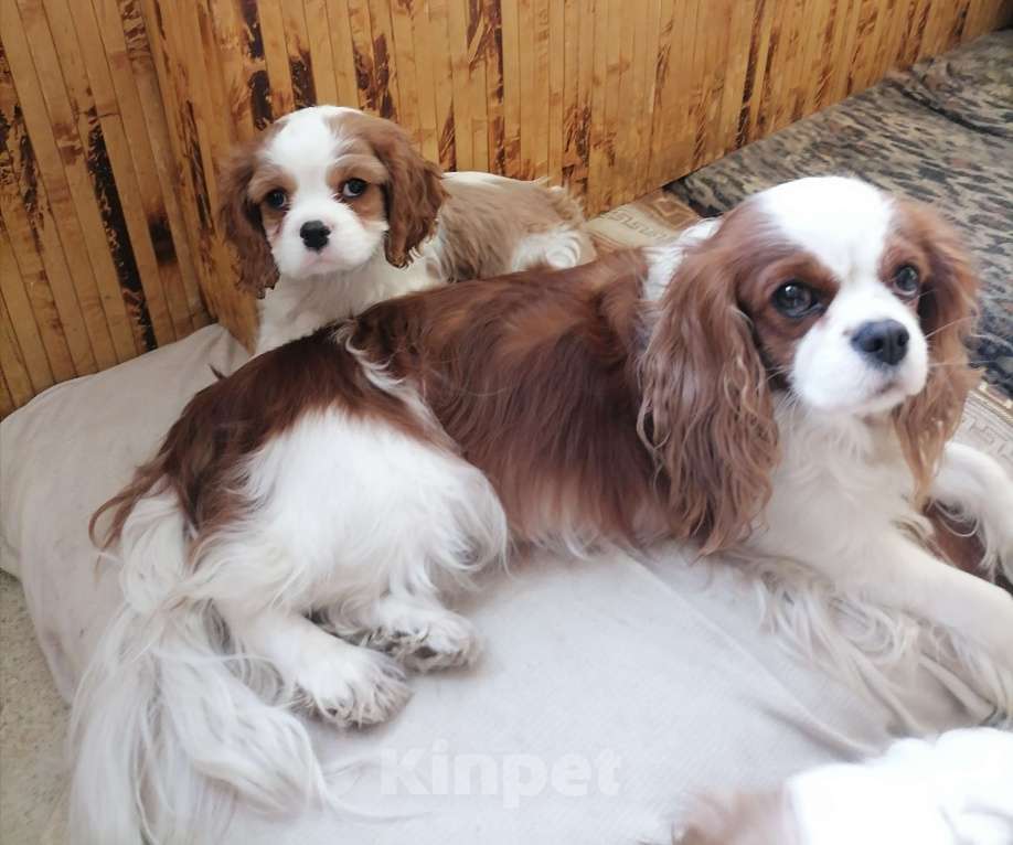 Собаки в Москве: Кавалер Кинг Чарльз спаниель 2 мес Мальчик, 90 000 руб. - фото 4