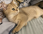 Кошки в Москве: Котенок девочка. 5.5 месяцев.  Золотистая шиншилла. Девочка, 15 000 руб. - фото 2