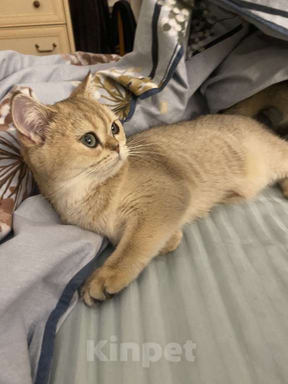 Кошки в Москве: Котенок девочка. 5.5 месяцев.  Золотистая шиншилла. Девочка, 15 000 руб. - фото 2