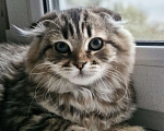 Кошки в Ростове-на-Дону: Шотландские вислоухие котята Девочка, 6 000 руб. - фото 5