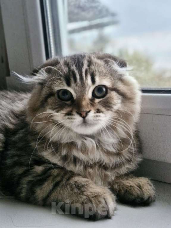 Кошки в Ростове-на-Дону: Шотландские вислоухие котята Девочка, 6 000 руб. - фото 5