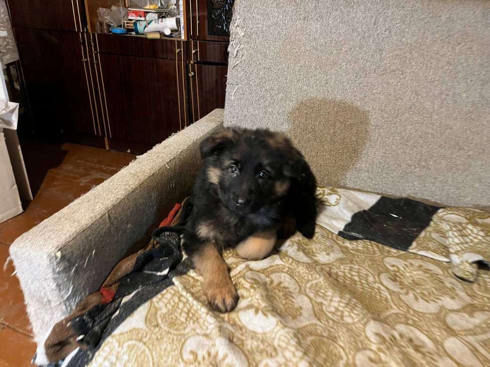 Собаки в Нижнем Новгороде: Щенок Немецкой овчарки девочки с документами РКФ  Девочка, Бесплатно - фото 1