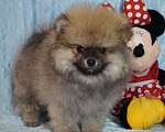Собаки в Москве: Мохнатое счастье- мальчик померанец Мальчик, 28 000 руб. - фото 1