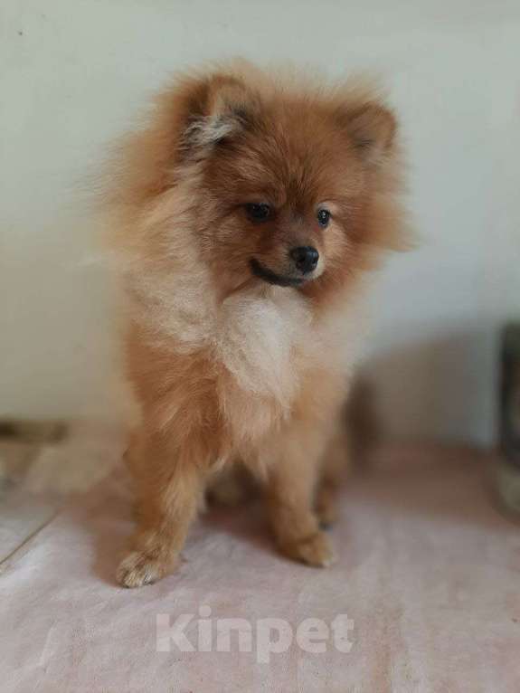 Собаки в Самаре: Шпиц Мальчик, 40 000 руб. - фото 1