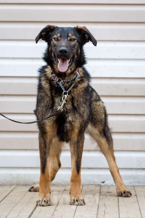 Собаки в Москве: Юна. Огонь-девица Девочка, 1 руб. - фото 2