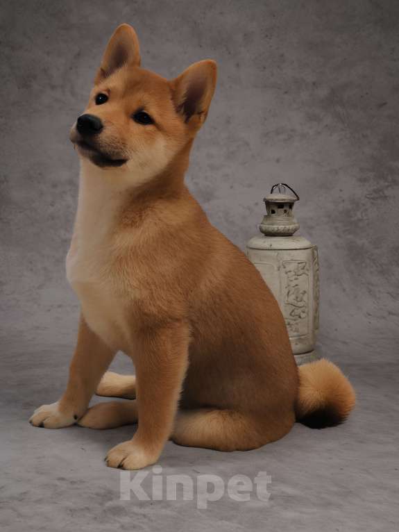 Собаки в других городах Московской области: Щенок сиба девочка Девочка, Бесплатно - фото 2