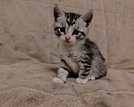 Кошки в Подольске: Отдам котёнка в добрые руки  Девочка, Бесплатно - фото 3