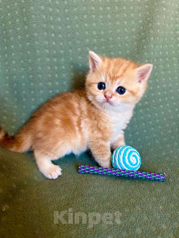 Кошки в Москве: Золотой мраморный шиншилла котик Мальчик, 35 000 руб. - фото 8