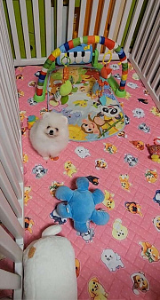 Ласковый мальчик померанского шпица