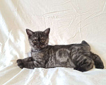 Кошки в Балашихе: Шотландский котенок  Девочка, Бесплатно - фото 2