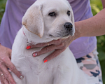 Собаки в Твери: Продажа щенков лабрадора ретривера. Девочка, 85 000 руб. - фото 1