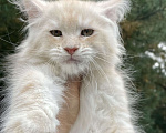 Кошки в Санкт-Петербурге: Мейн Кун котята Мальчик, 60 000 руб. - фото 1