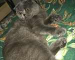 Кошки в Зеленограде: Кот на вязку, 2 000 руб. - фото 3