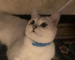 Кошки в Нытве: Кот на Вязку чисто кровная шиншилла, 1 000 руб. - фото 1