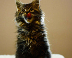 Кошки в Ардоне: Котята Мейн кун, 30 000 руб. - фото 4