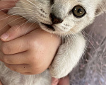 Кошки в Красногорске: Шотландские котята , 15 000 руб. - фото 8