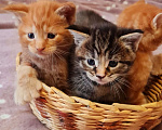 Кошки в Хабаровске: Котята «Мейн -кун» ищут родителей Мальчик, 15 000 руб. - фото 7