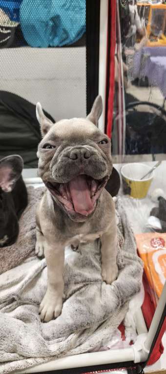 Собаки в других городах Московской области: Французский бульдог Девочка, 85 000 руб. - фото 3