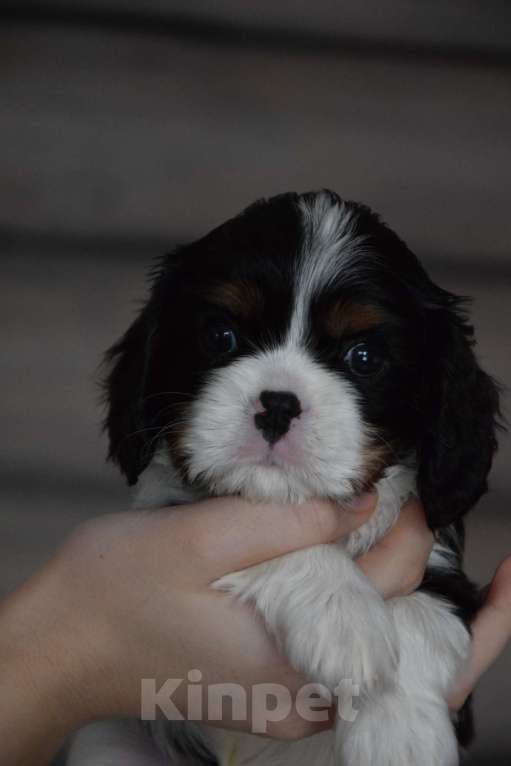 Собаки в Москве: Кавалер Кинг Чарльз Спаниель щенки Разнополые, 90 000 руб. - фото 5