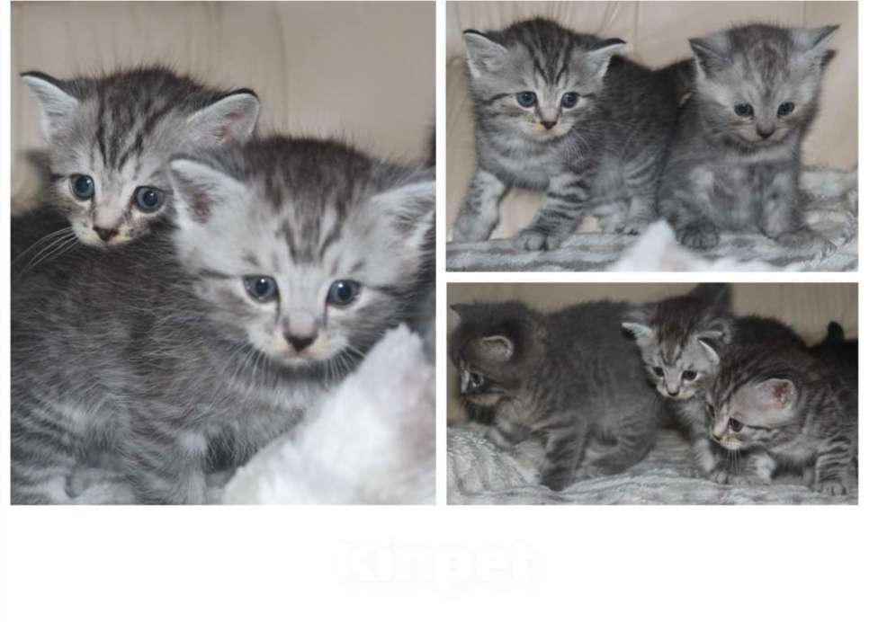 Кошки в Энгельс-19: Британская порода  Девочка, 4 500 руб. - фото 4